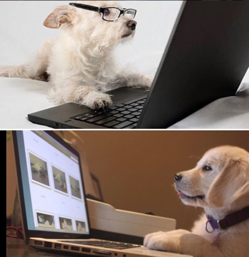 dogs at computer