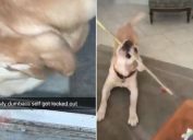Sam the labrador retriever rescues owner locked out of house in viral video.