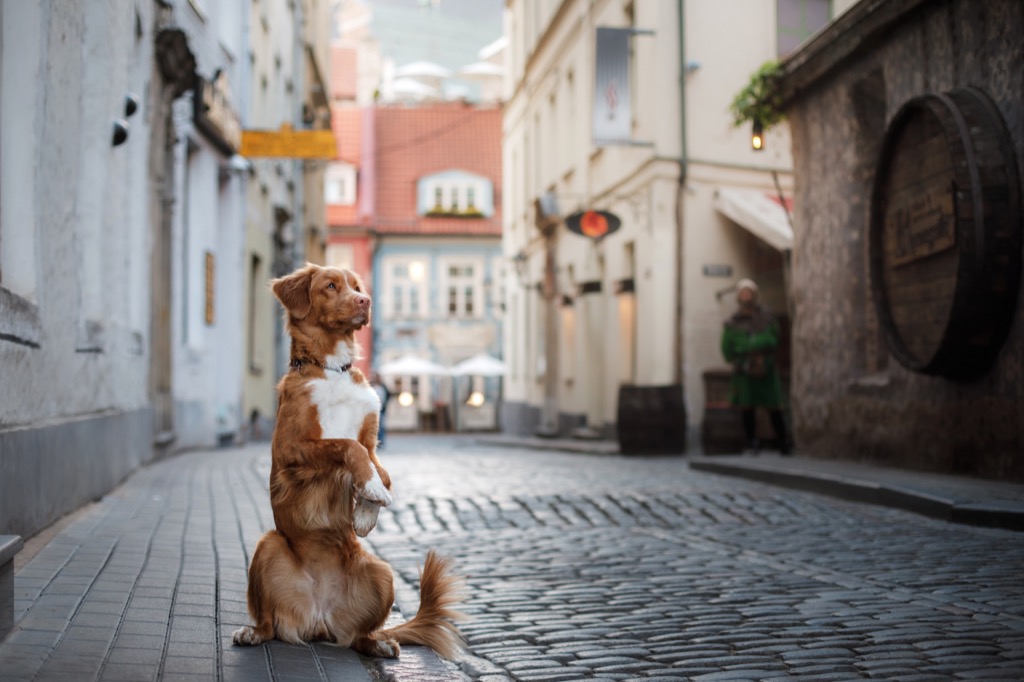 The 20 Most Dog-Friendly Countries In The World — Best Life