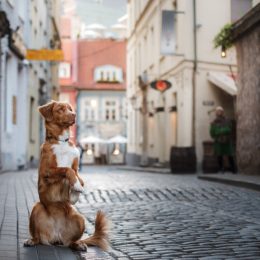 Dog, travel