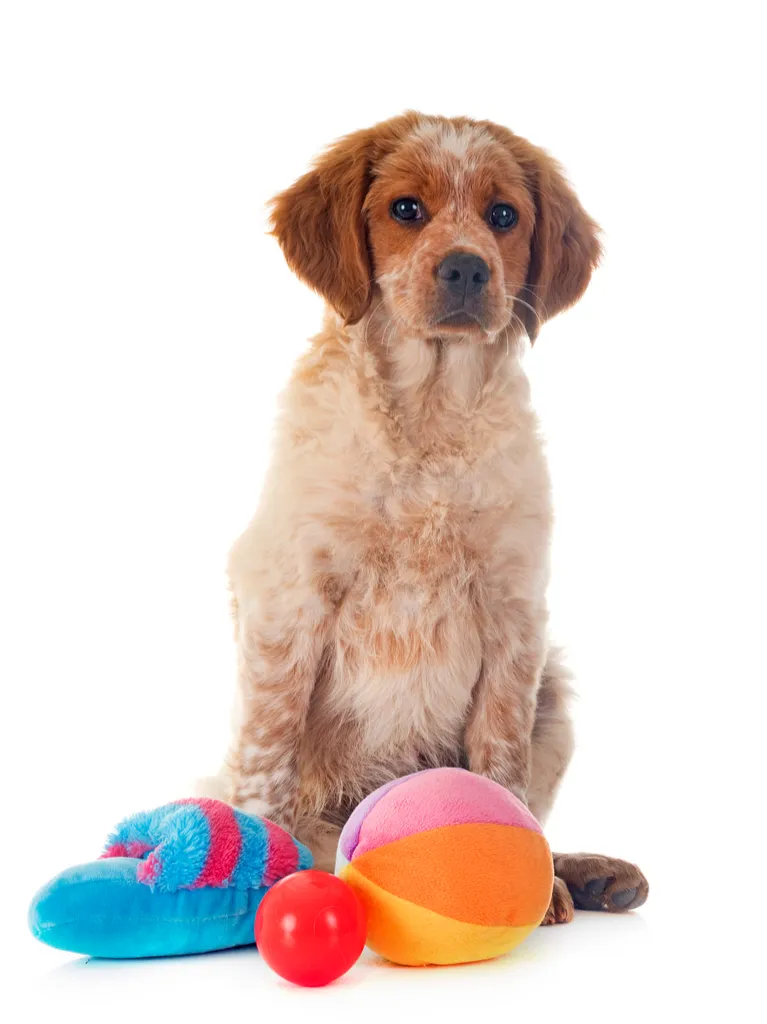Dog with Pet Toys boring holiday gifts