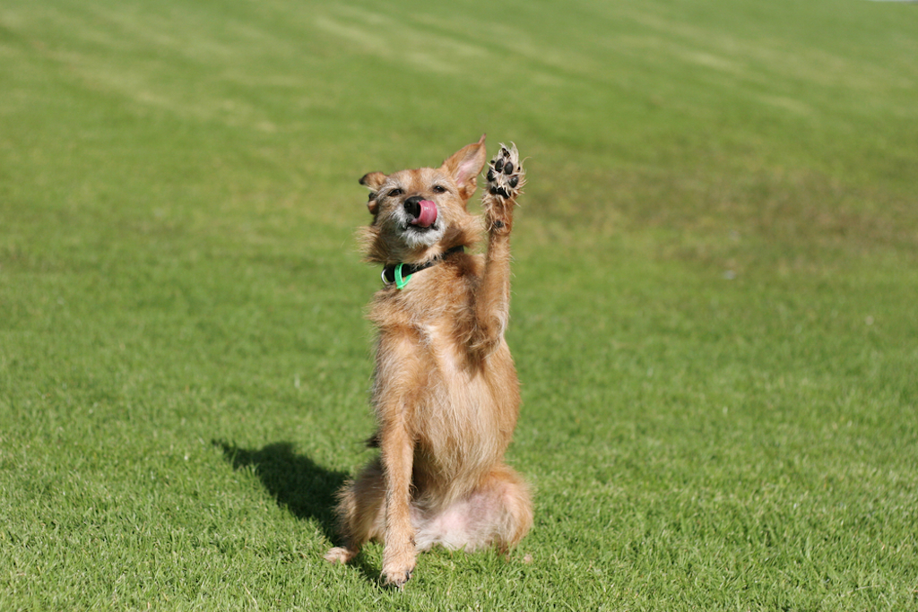 dog raises paw in air