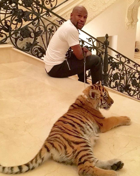 Floyd Mayweather Pet Tiger Craziestt Pets