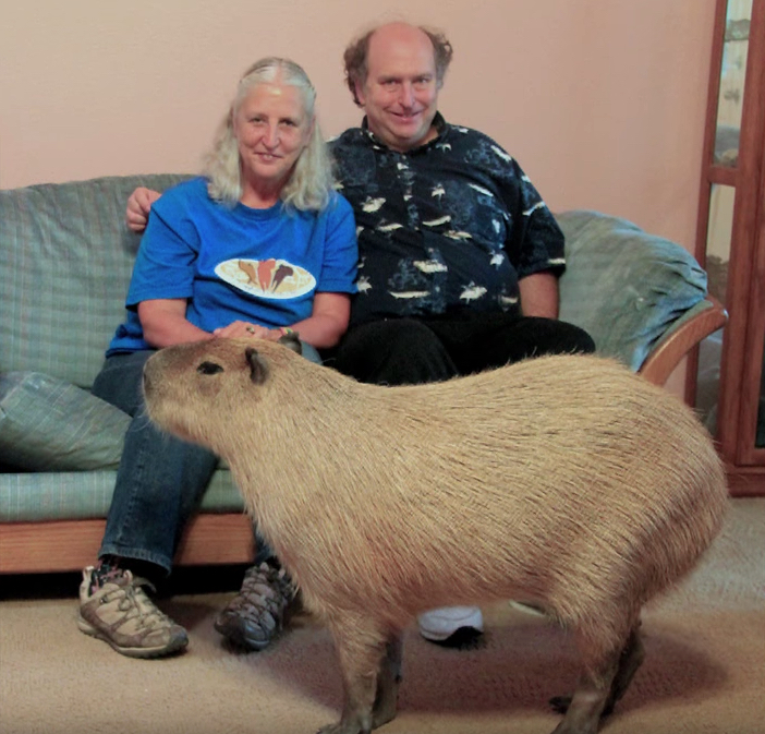 Gary the Pet Capybara Craziest Pets
