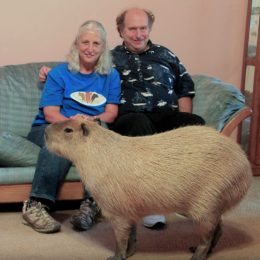 Gary the Pet Capybara Craziest Pets