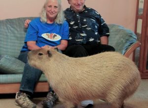 Gary the Pet Capybara Craziest Pets