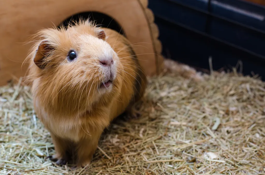 guinea pig, did you know facts
