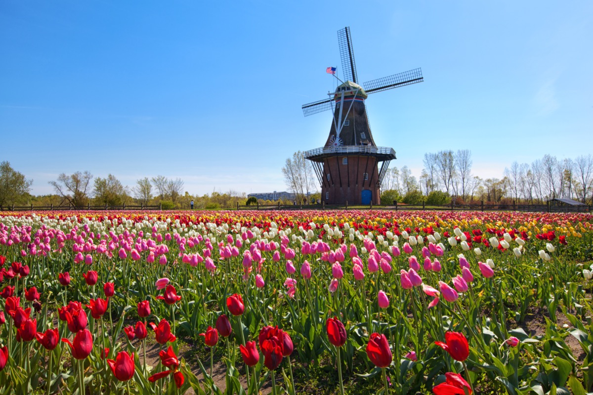 windmill in holland michigan