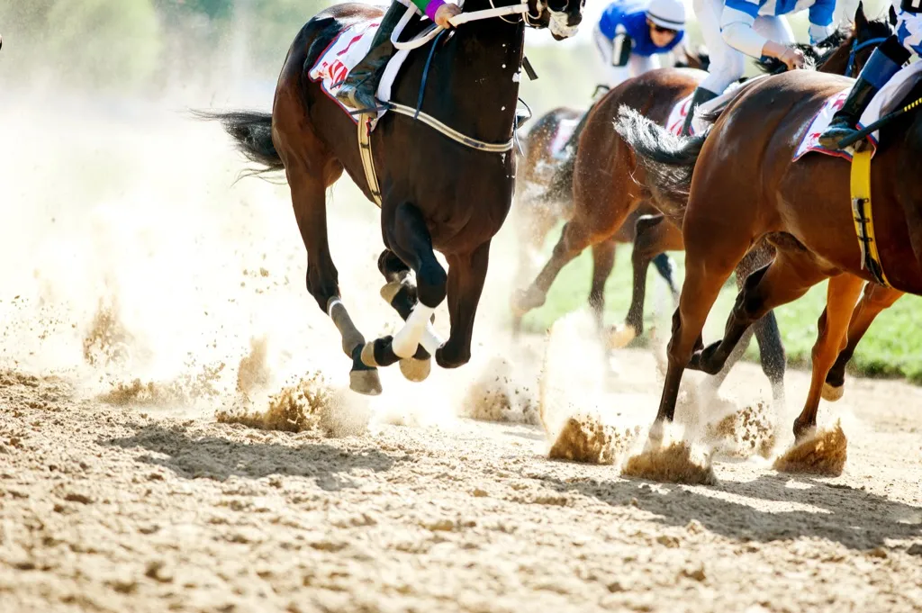 horses racing at a horse race