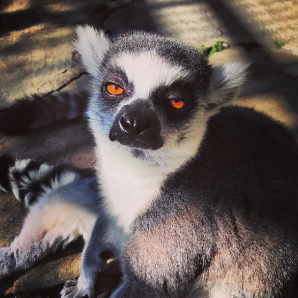 Kirstie Alley Pet Lemur Craziest Pets