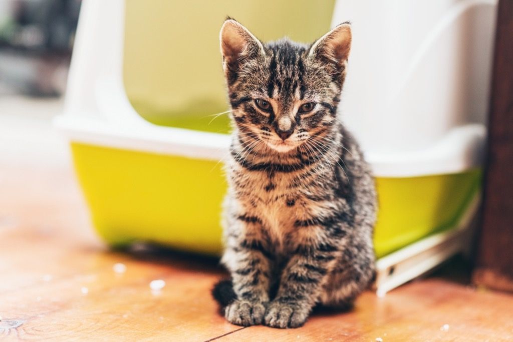 kitten in litter box, things you should never store in basement