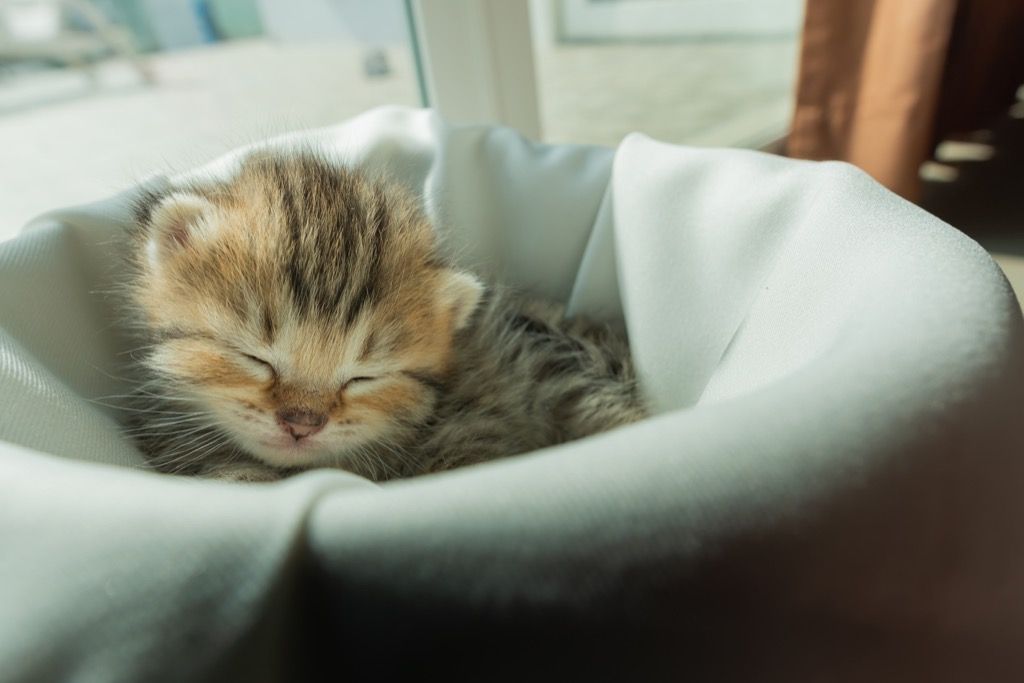 chaton endormi pourquoi les chats sont meilleurs que les chiens