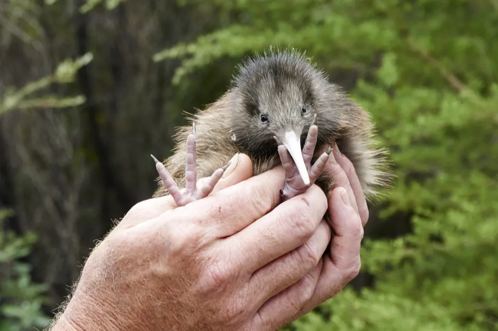 Kiwi bird national animal