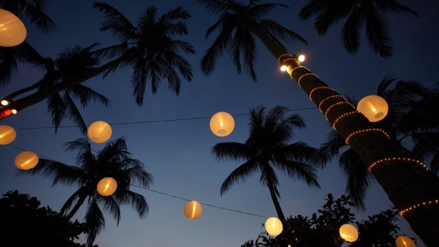 palm tree party lights christmas lights outdoors