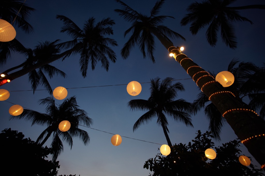 palm tree party lights christmas lights outdoors