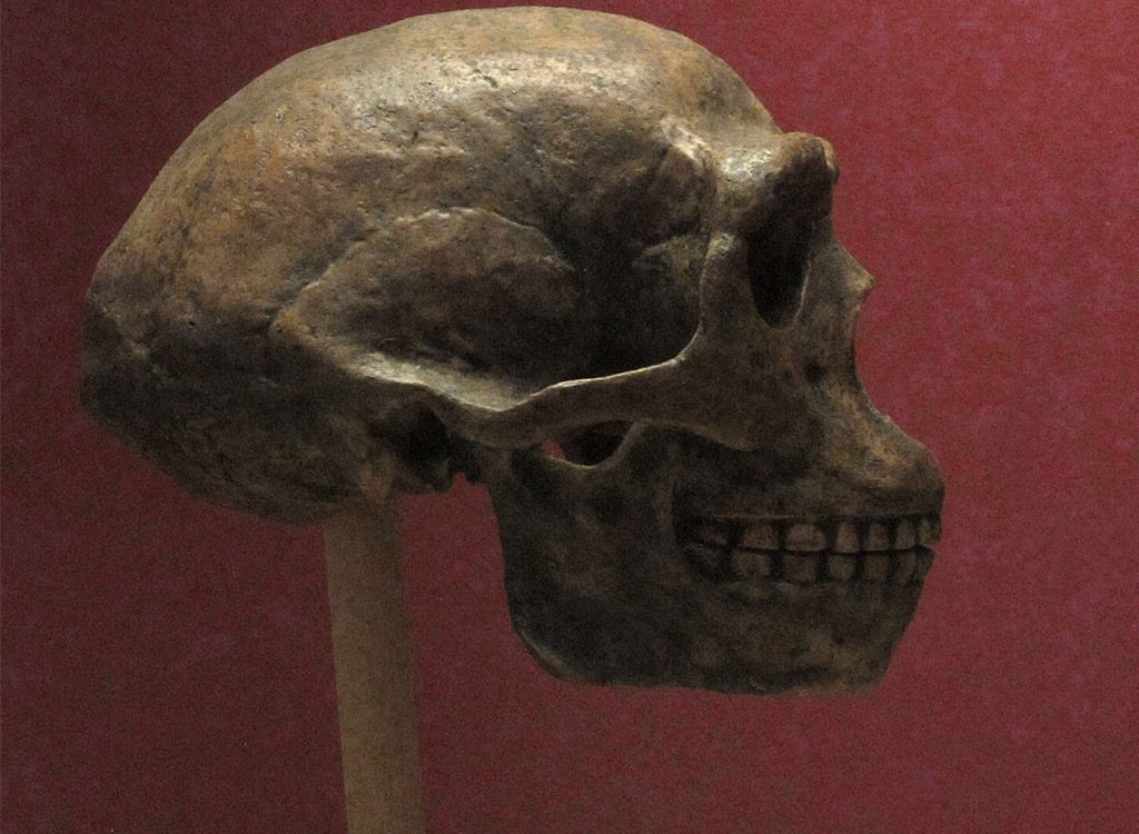 homo erectus skull real missing treasure