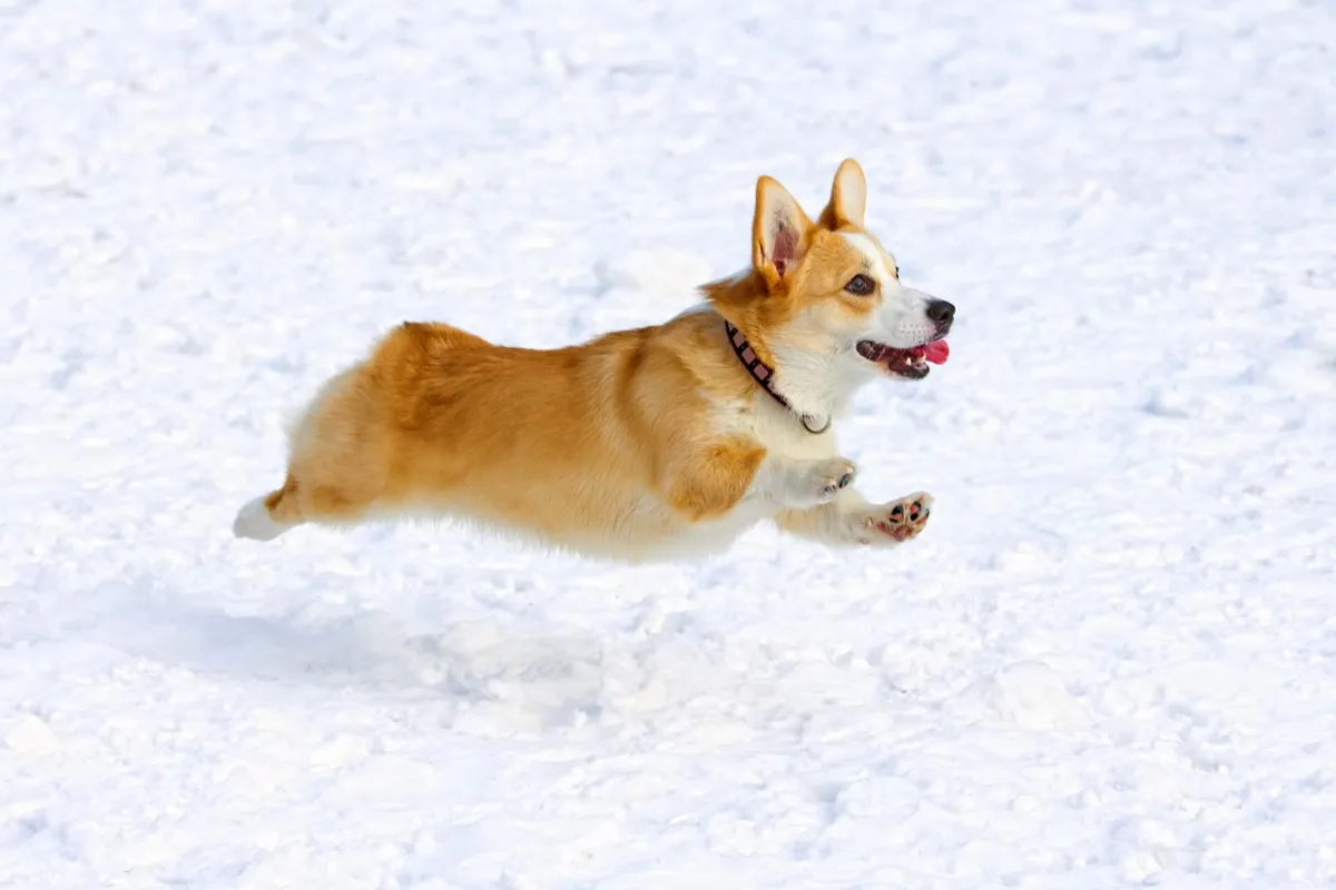 pembroke corgi running in snow