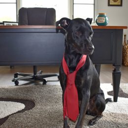 pet-friendly companies