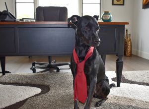 pet-friendly companies