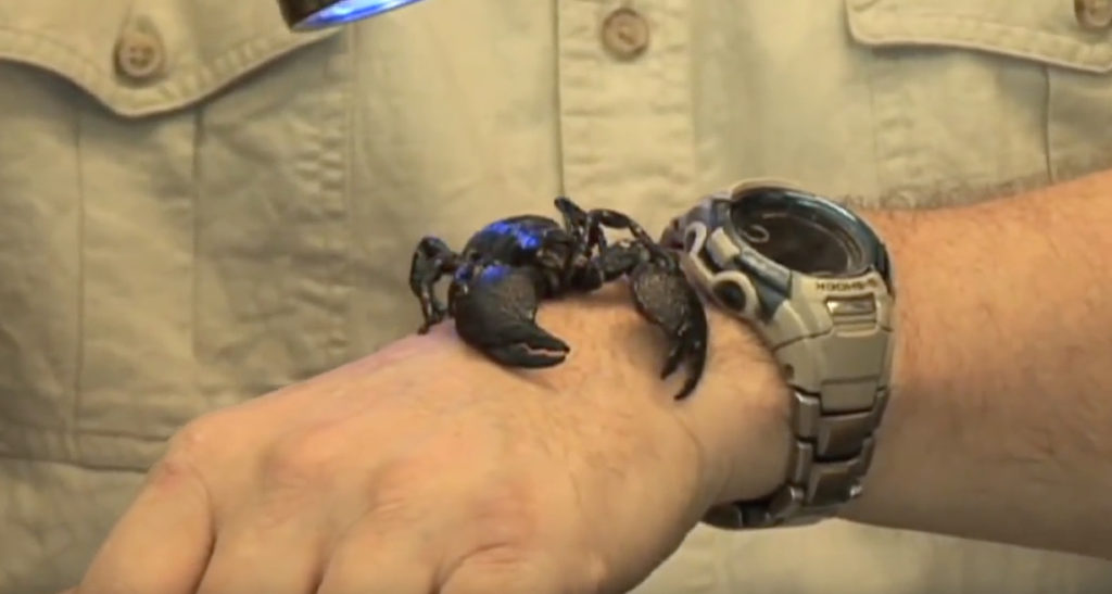 Pet Scorpion Craziest Pets