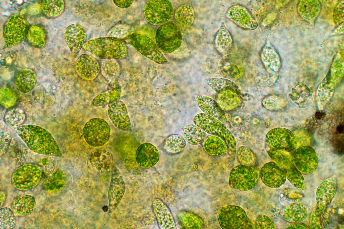 Phytoplankton 