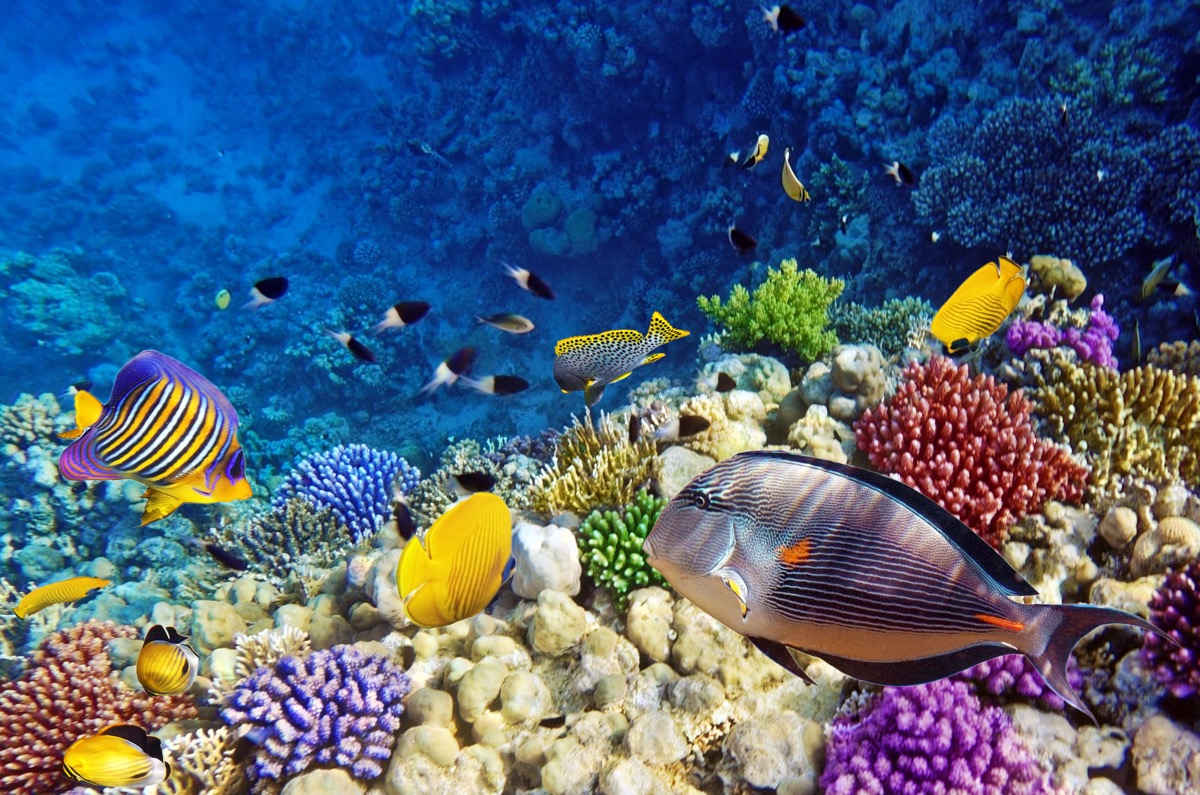 School of fish swimming near coral reef