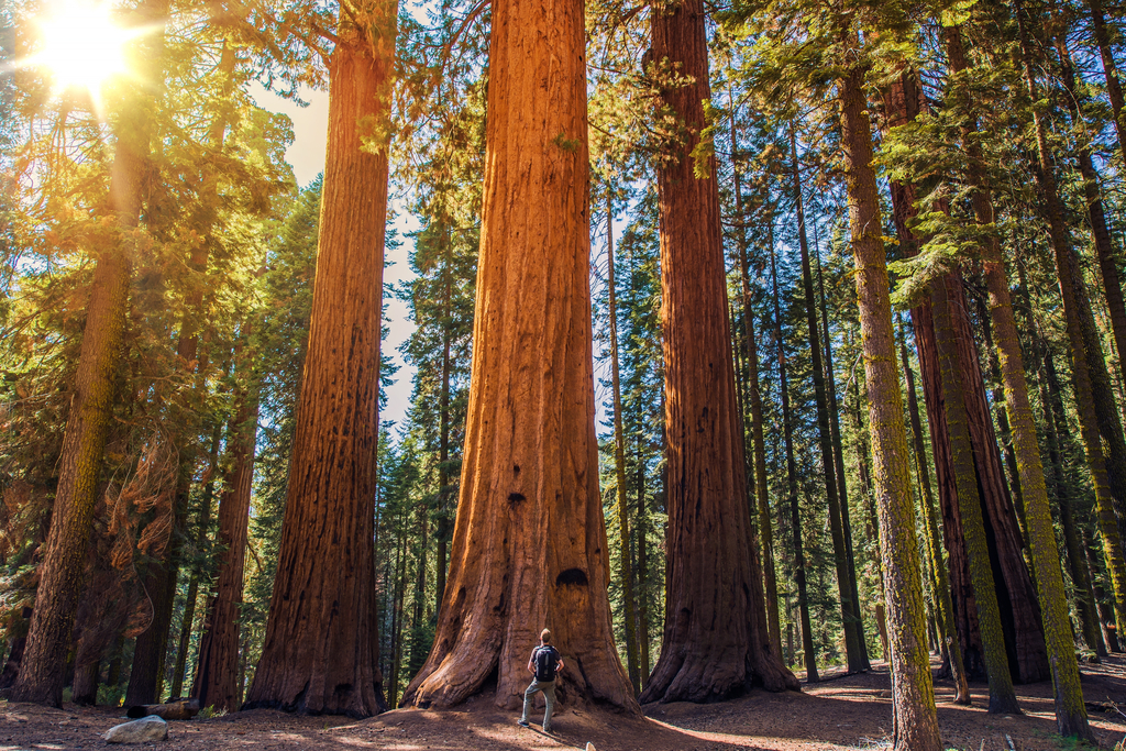 Sequoia National Park California Magical Destinations