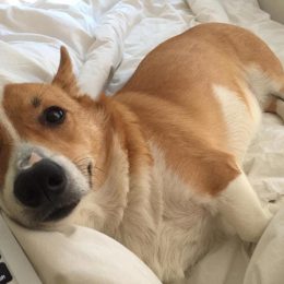 sherlock the corgi love