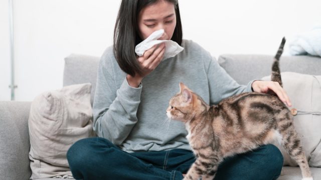 Cat owner and her cat sitting on a sofa. Young Asian woman has a running nose symptom problem because a cat allergy problem.