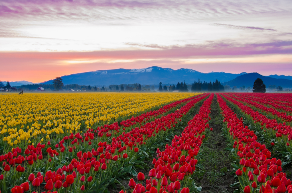 Skagit Valley Tulip Fields Washington Magical Destinations
