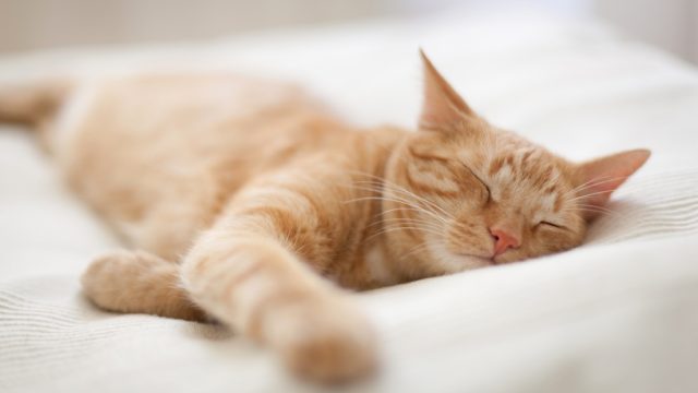 sleeping cat signs of affection