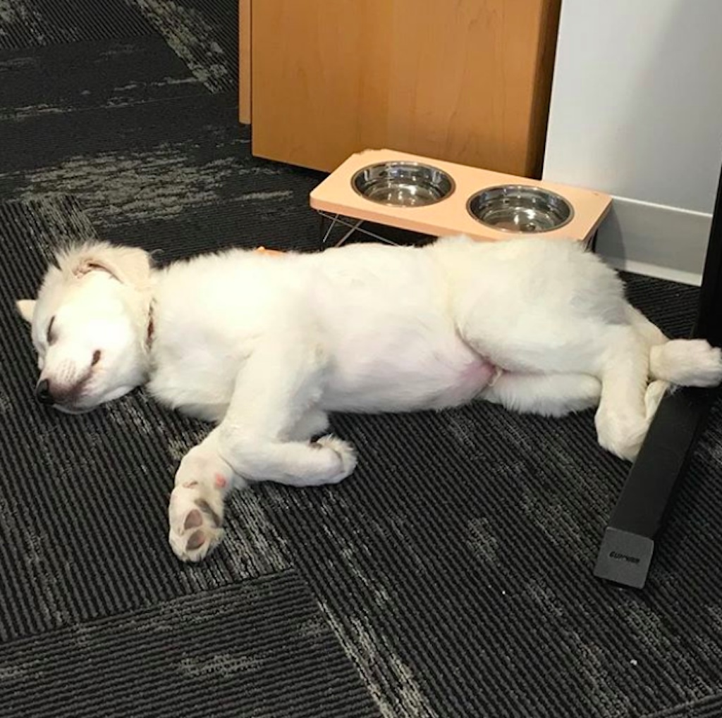 dogs are the best co-workers