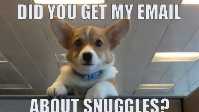 did you get my email about snuggles meme