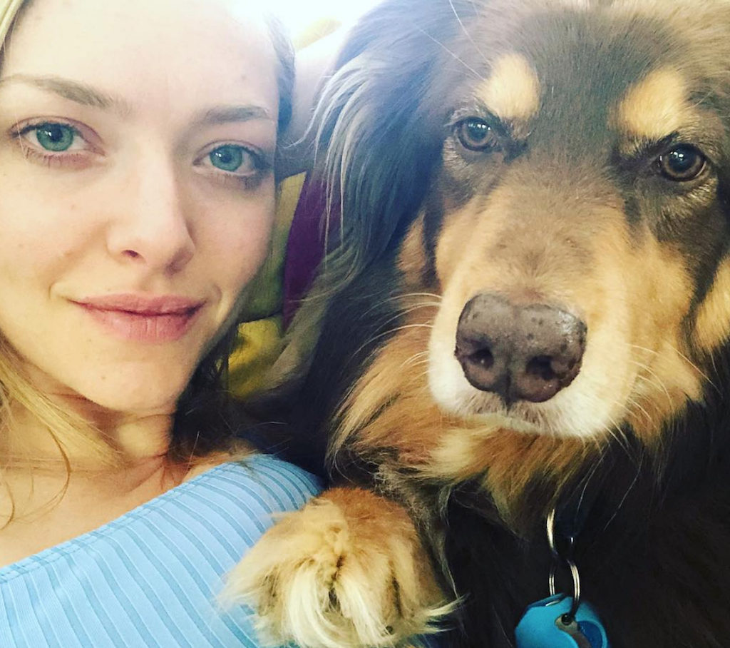 Amanda Seyfried Finn Pets Living the Good Life