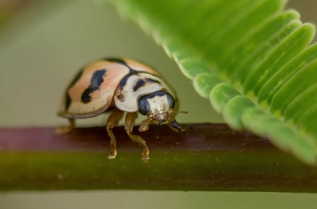 Asian beetle