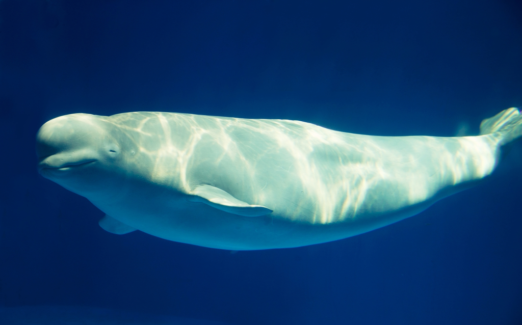 Beluga Whale Animals Who Are Real-Life Heroes