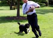 Bo Obama Pets Living the Good Life