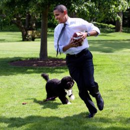 Bo Obama Pets Living the Good Life