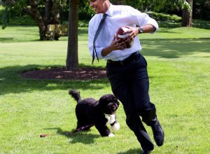 Bo Obama Pets Living the Good Life
