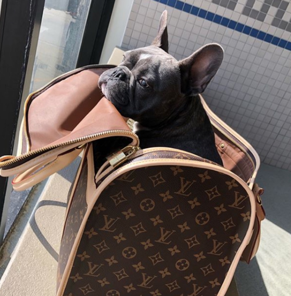 boujee pets living the good life