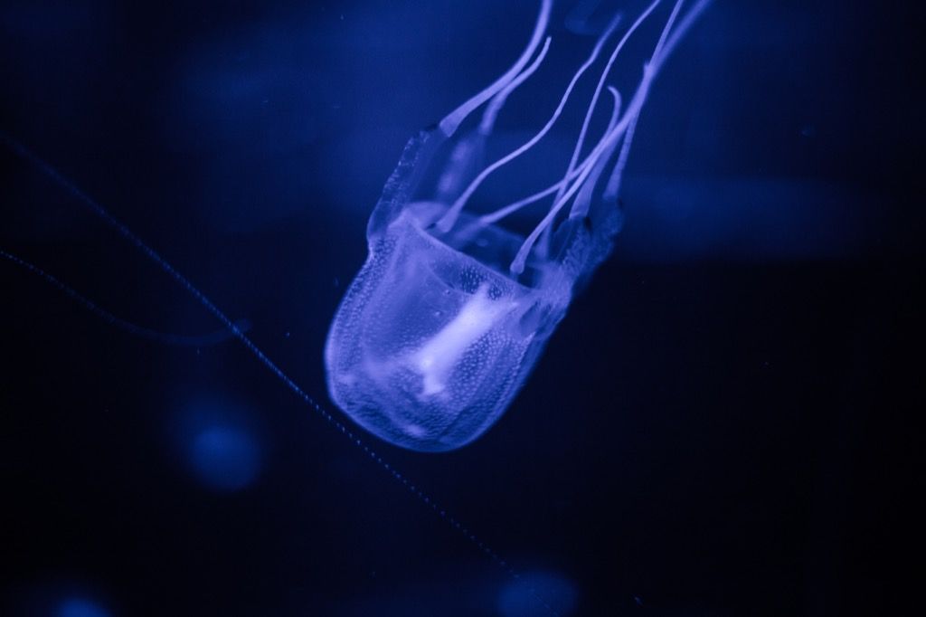 Box jellyfish 30 oldest animals on earth