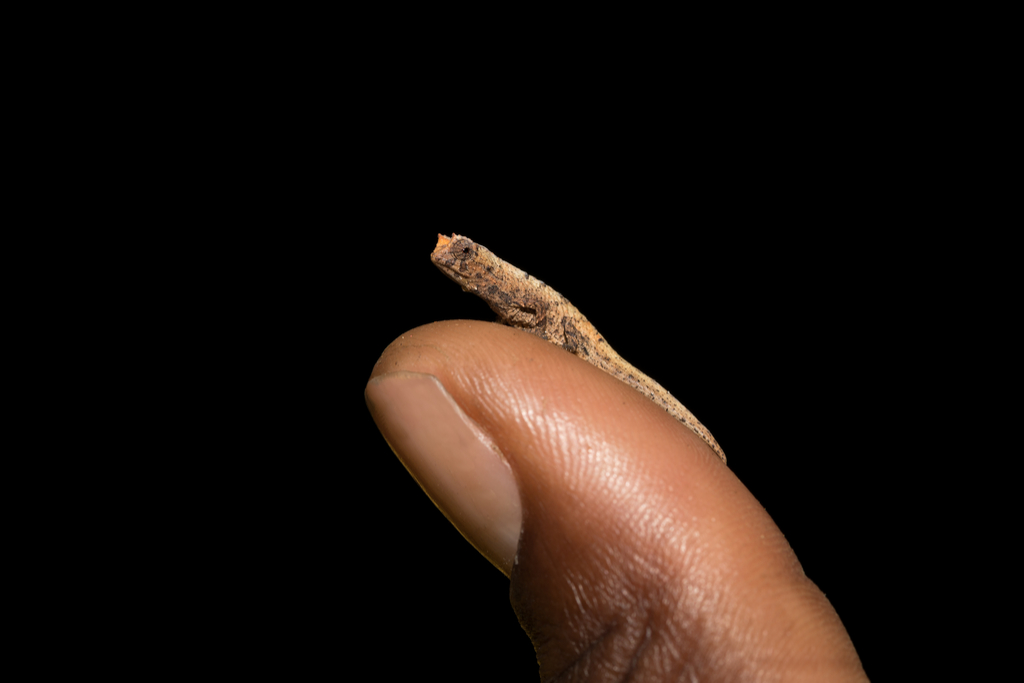 Brookesia Micra Chameleon Smallest Animals