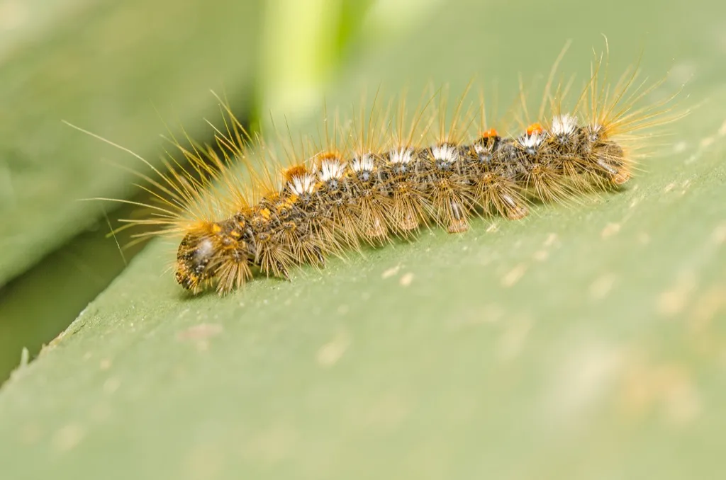 Browntail moth caterpillar