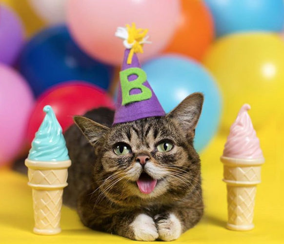 Bub the Cat Celebrates Her Birthday Pets Living the Good Life 
