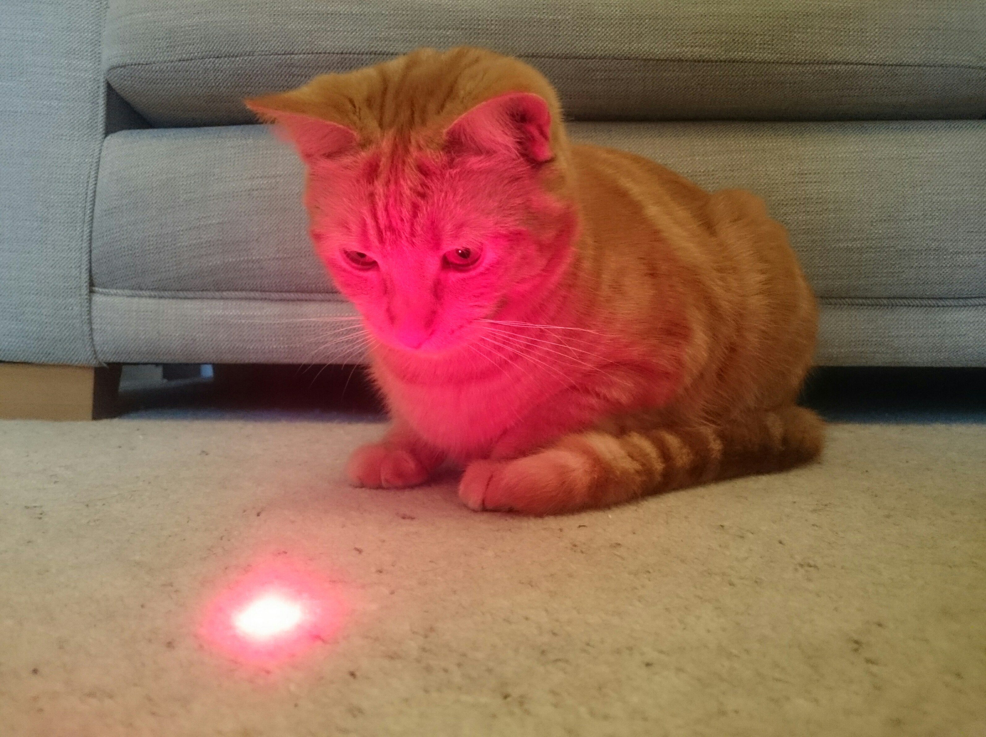 Cat with Laser Ideas That Were Rip-Offs