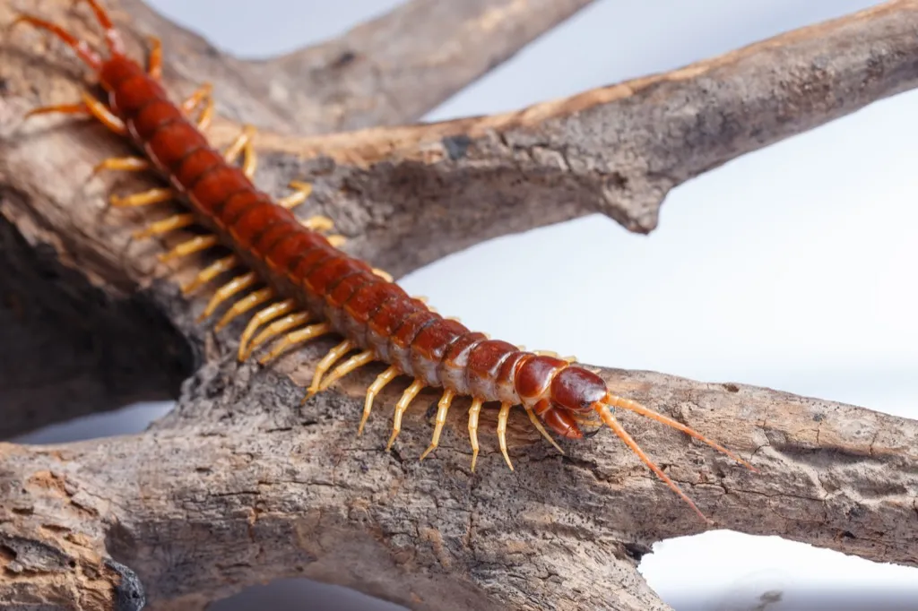 A centipede on a branch