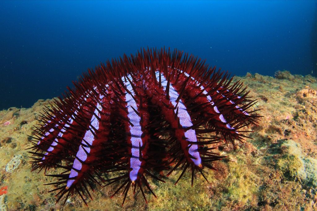 Crown-of-thorns Starfish