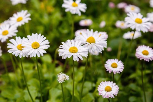 Daisy flowers, easy home tips