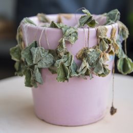 potted plant things no woman over 50 should own