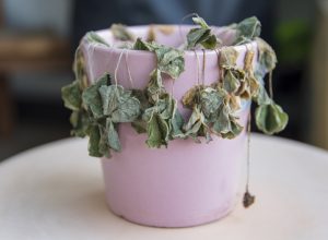 potted plant things no woman over 50 should own